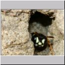 Cerceris quinquefasciata - Knotenwespe 03c 9mm im Nest - OS-Hasbergen Lehmhuegel.jpg